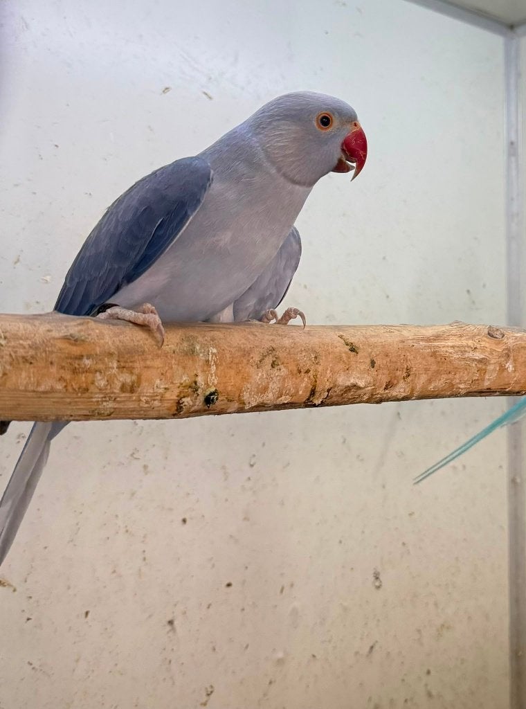 kweekkoppel halsbandparkieten opaline butterkop wkws, Dieren en Toebehoren, Papegaai