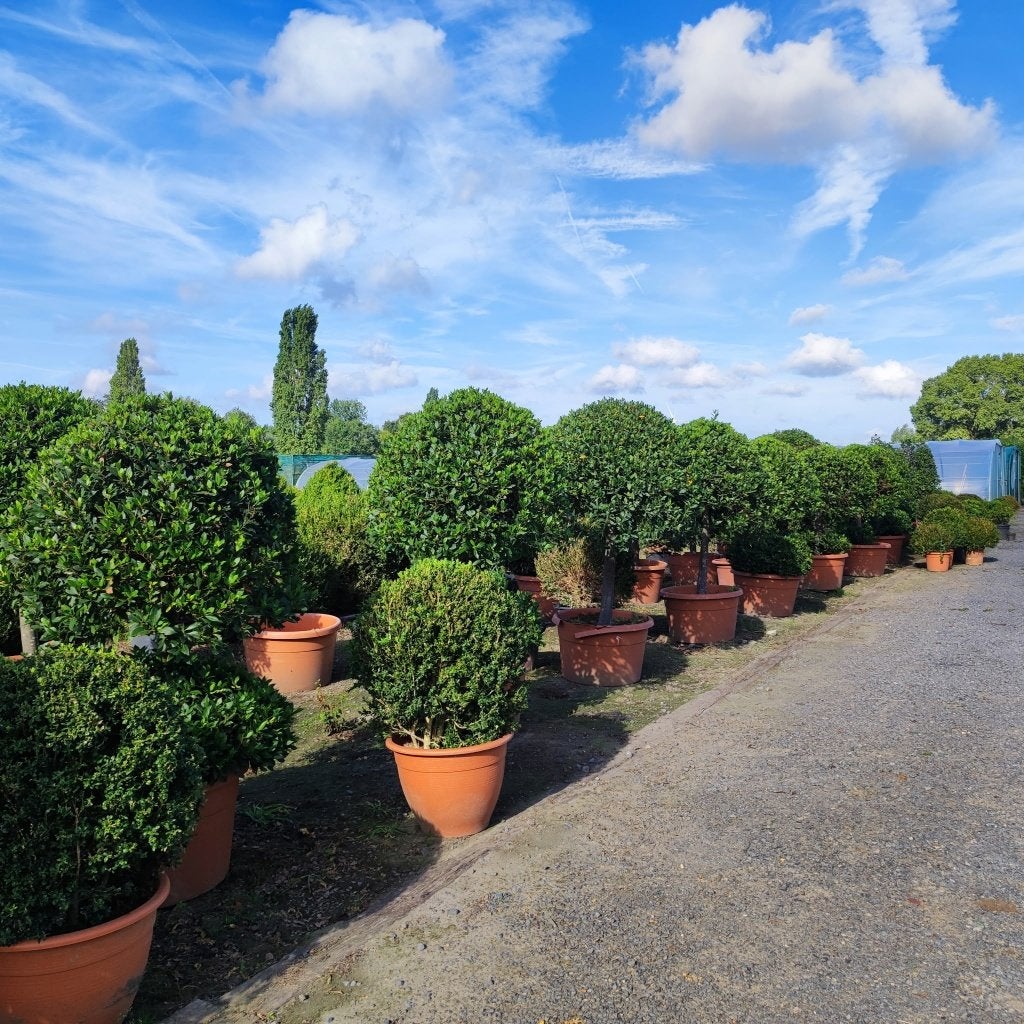 LAURIEREN ,LAURUS NOBELIS  EXCLUSIEF TERRASPLANT, Ophalen