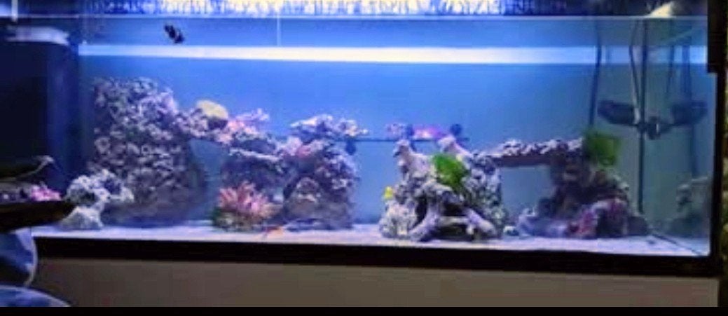 zeeaquarium met alle techniek, Dieren en Toebehoren, Vissen | Aquaria en Toebehoren, Zo goed als nieuw, Juwel, Ophalen