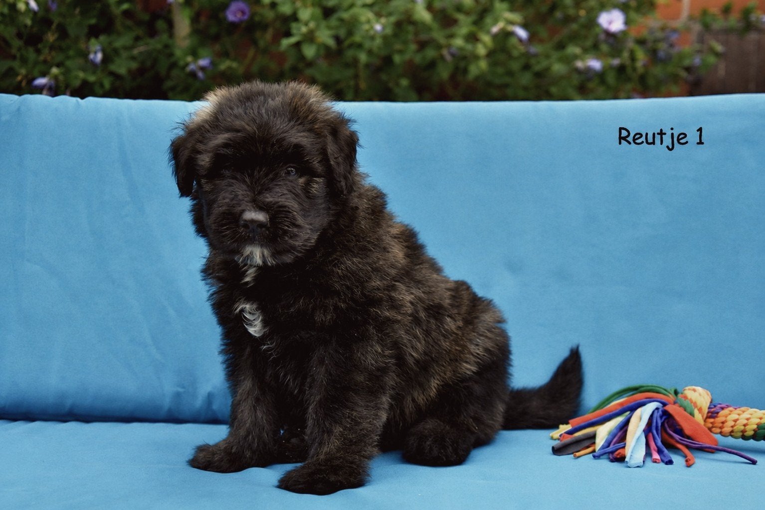 Prachtige Bouvier Des Flandres pups, Bouvier, Maladie de Carré (chiens), Plusieurs, Belgique