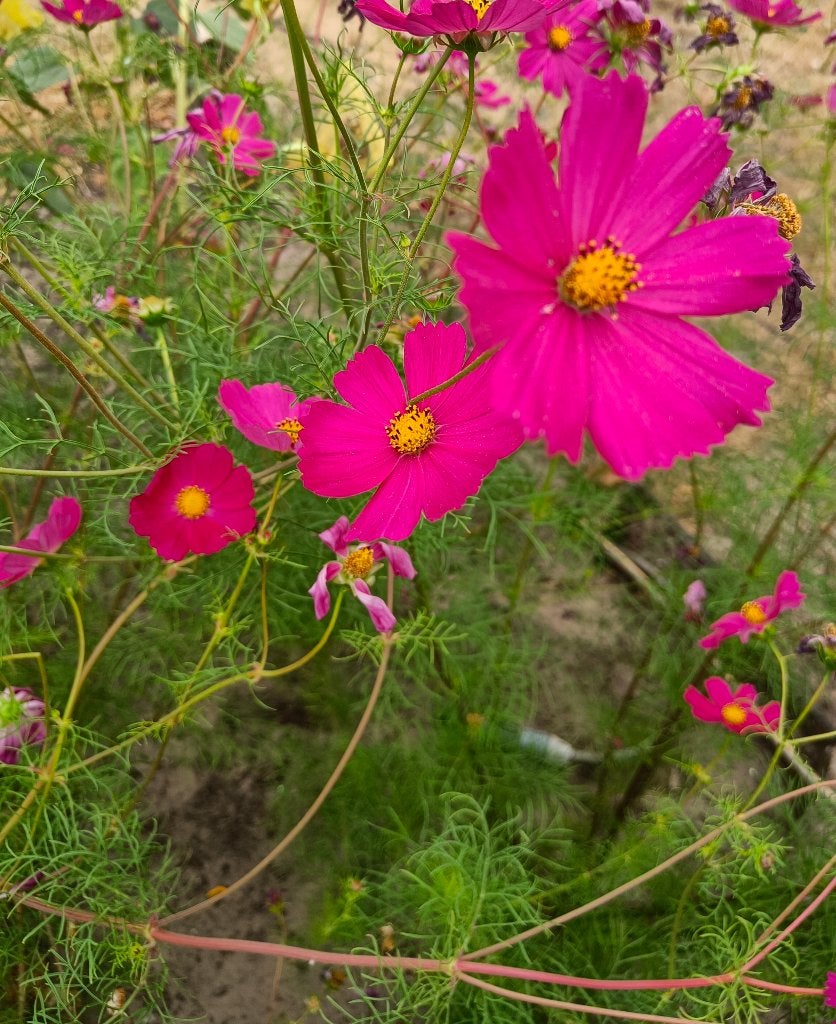 Graines Cosmea - Cosmos Bipinnatus BIO, Enlèvement ou Envoi, Printemps