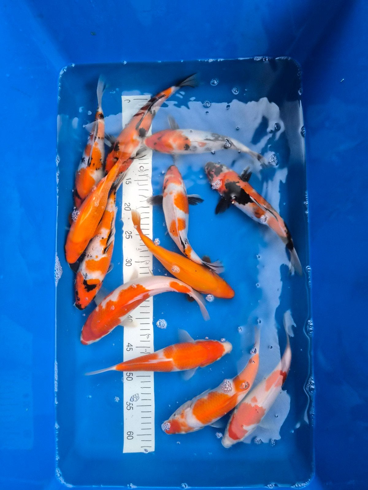 genjiro tosai, Dieren en Toebehoren