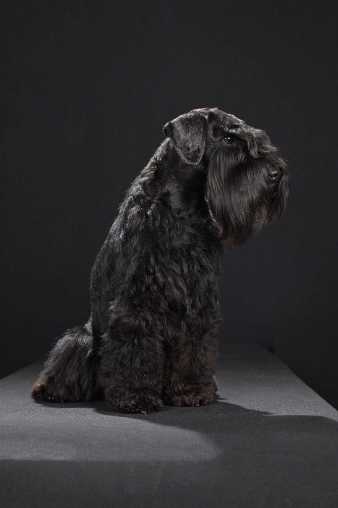 Schnauzer miniature, 1 à 2 ans, Maladie de Carré (chiens), Chien (mâle), Autres races