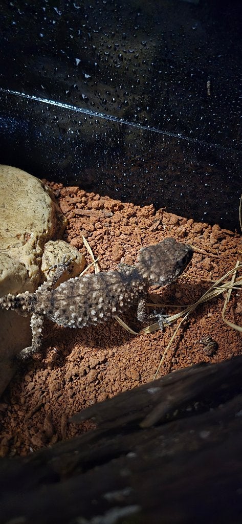 Nephrurus asper male, Hagedis, 3 tot 6 jaar