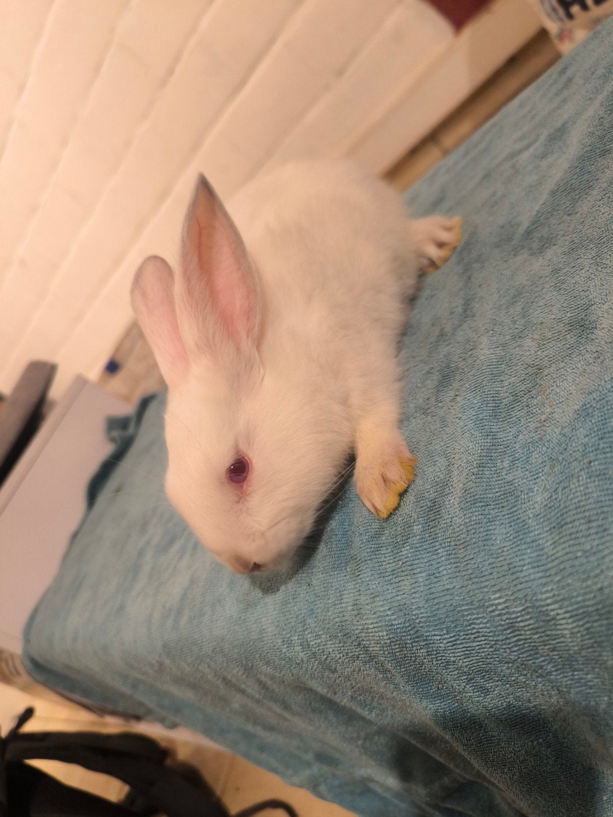 konijntjes, Dieren en Toebehoren, Meerdere dieren, Middelgroot, 0 tot 2 jaar