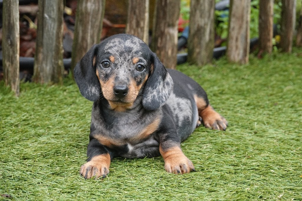Chiots teckels nains à poil court (bleu merle et &tan), Poils courts, Maladie de Carré (chiens), Plusieurs, Nain