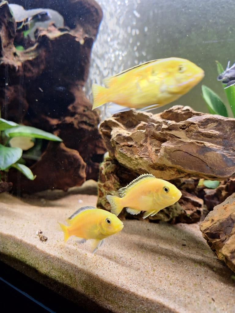 5 cichlides à vendre, Dieren en Toebehoren