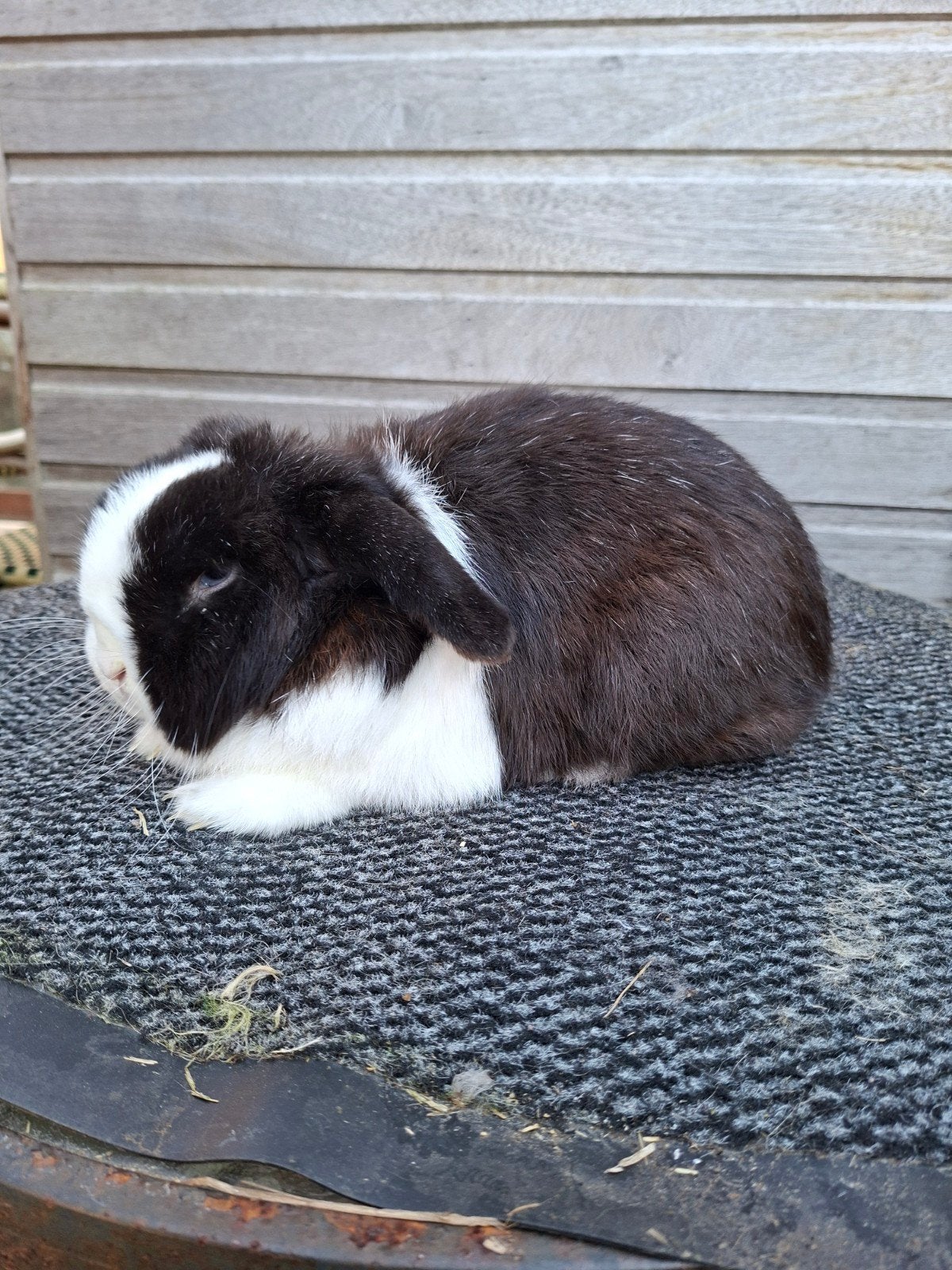 Zwartbonte minilops ( zie de omschrijving ), Plusieurs animaux, Nain, Oreilles tombantes, 0 à 2 ans