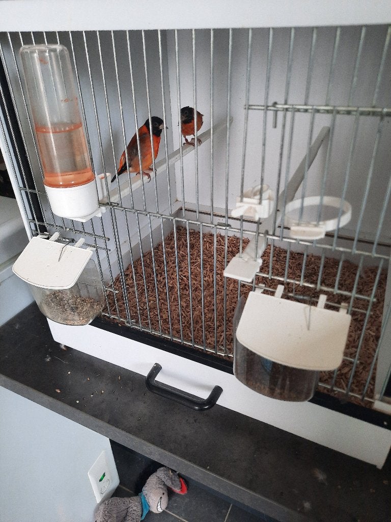Te koop kapoetsensijs, Dieren en Toebehoren, Geringd