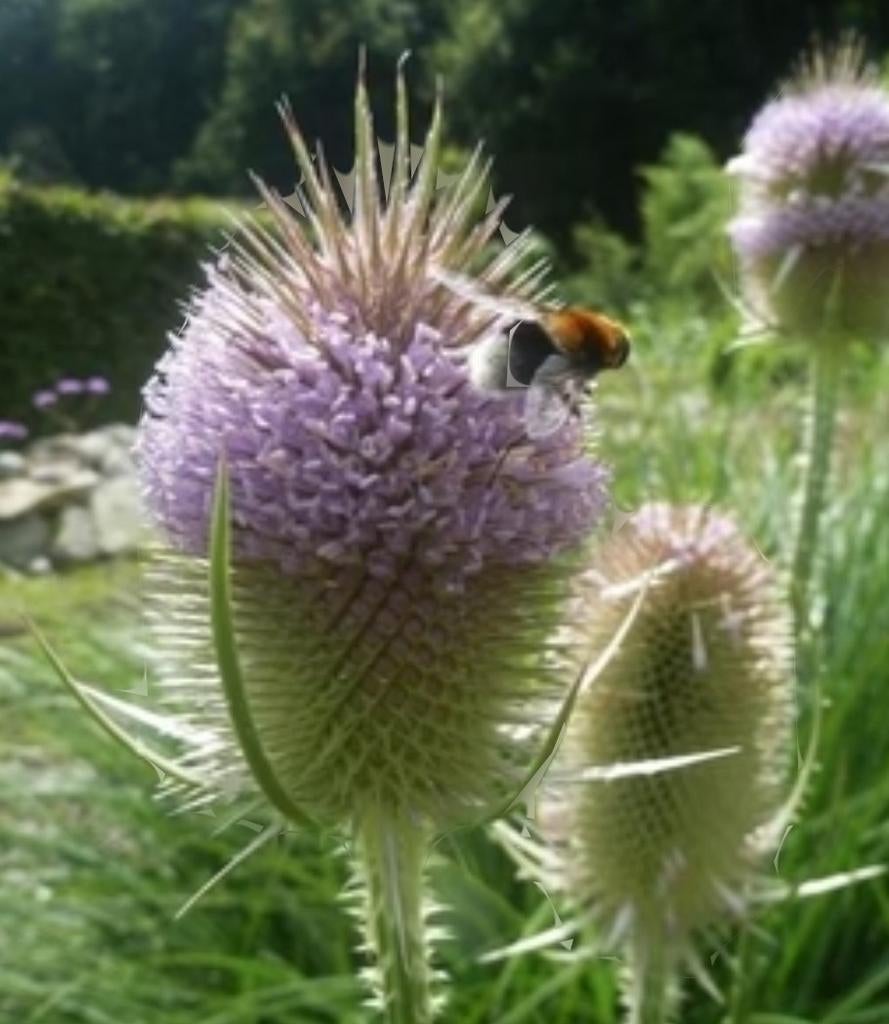 Biologische Grote Kaardebol Zaden, Tuin en Terras, Bloembollen en Zaden, Ophalen of Verzenden