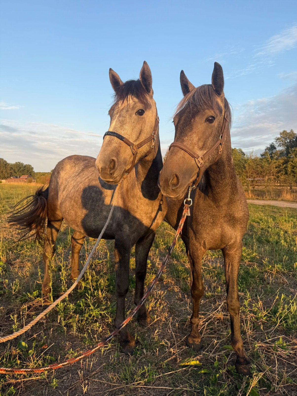 2 merries van 3 jaar, onbeleerd, Animaux & Accessoires, Poneys, Jument, Non dressé, Poney D (1.37 m à 1.48m), 3 à 6 ans