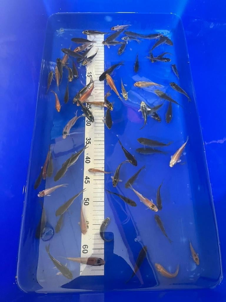 Baby koi 4/7cm, Dieren en Toebehoren
