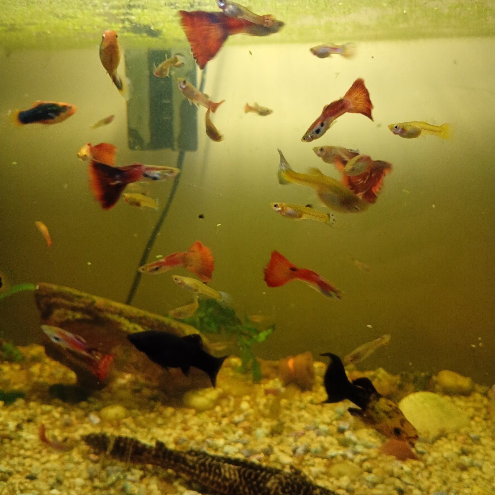 guppy, Animaux & Accessoires