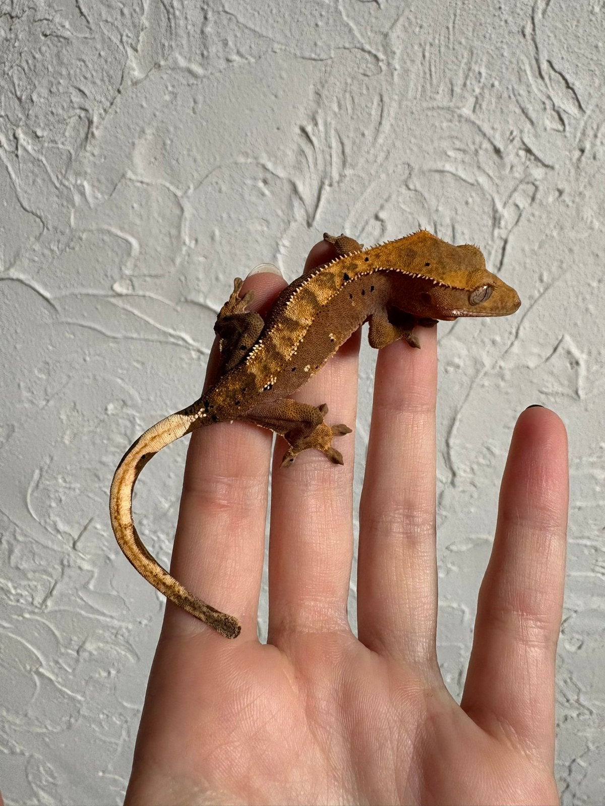 Leuke wimpergekko, Animaux & Accessoires, Reptiles & Amphibiens, Lézard, Domestique, 0 à 2 ans