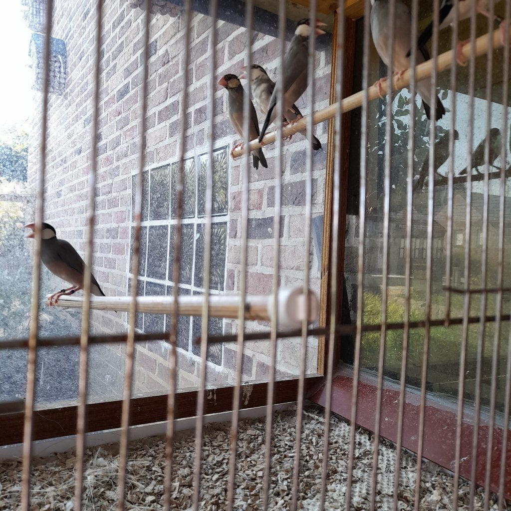 rijstvogels, Plusieurs animaux, Oiseau tropical