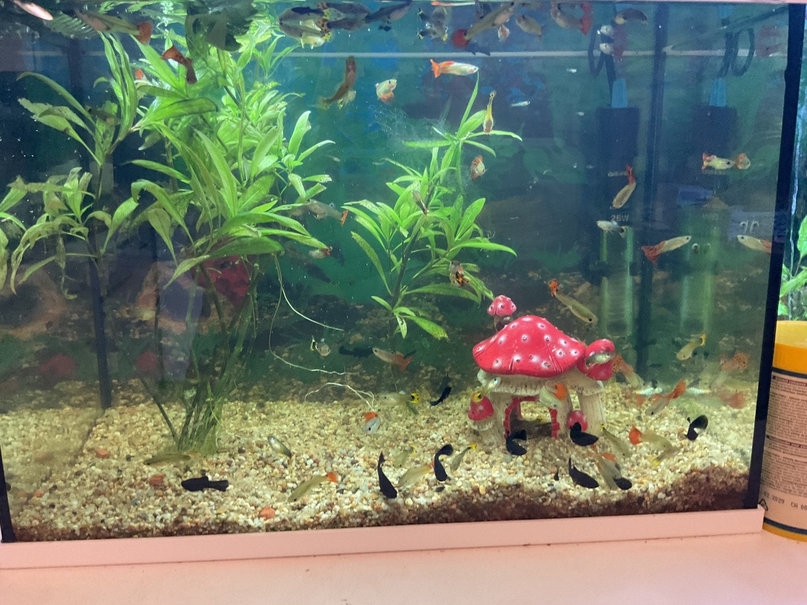 Poissons aquarium, Enlèvement, Comme neuf, Autres types