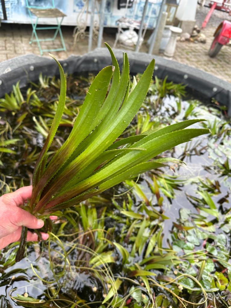Vijverplanten specialist ( NL), Enlèvement