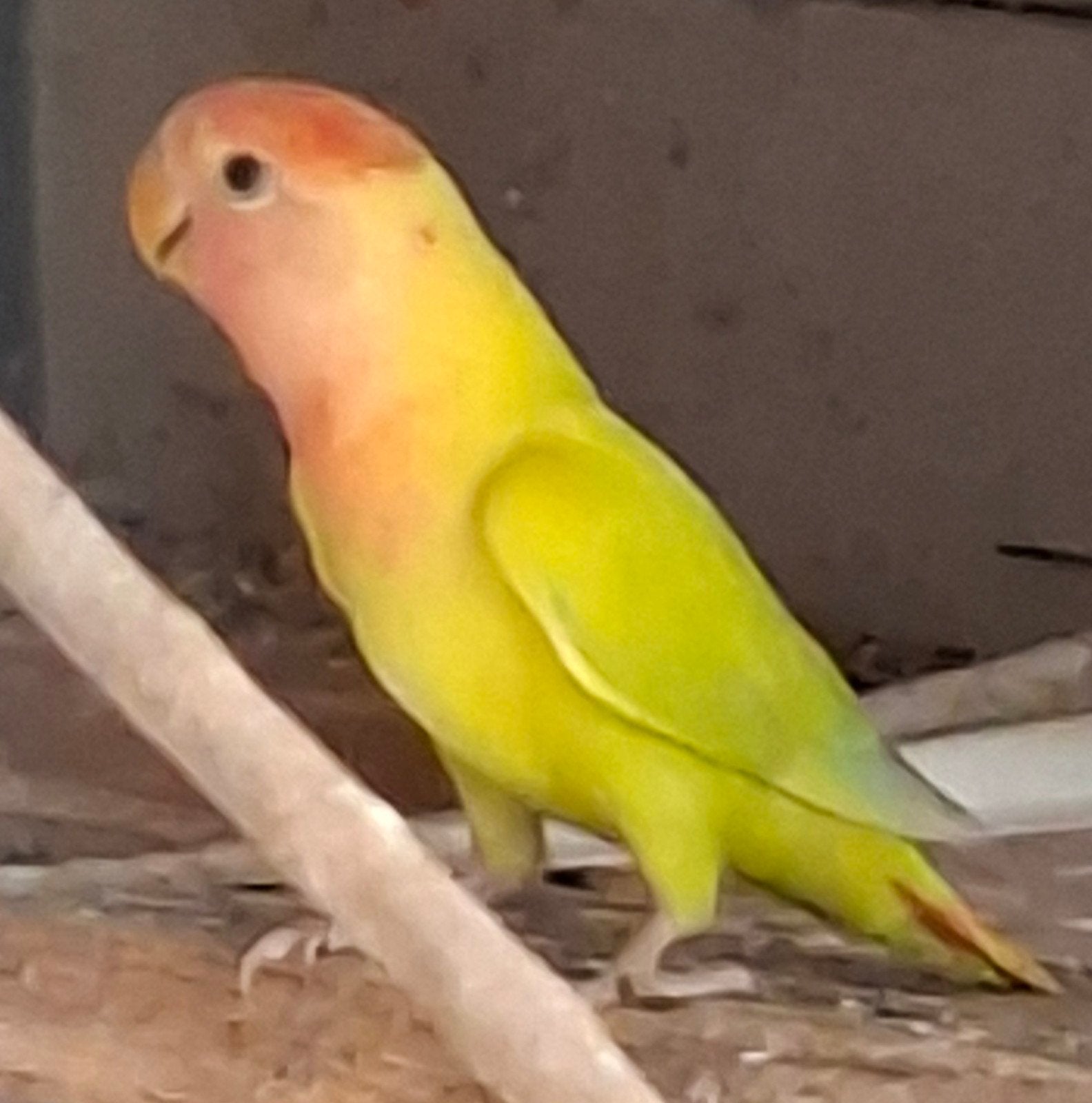 agapornis