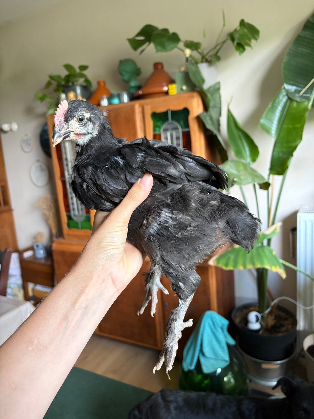 2 olijflegger hanen, Dieren en Toebehoren, Pluimvee, Mannelijk, Kip