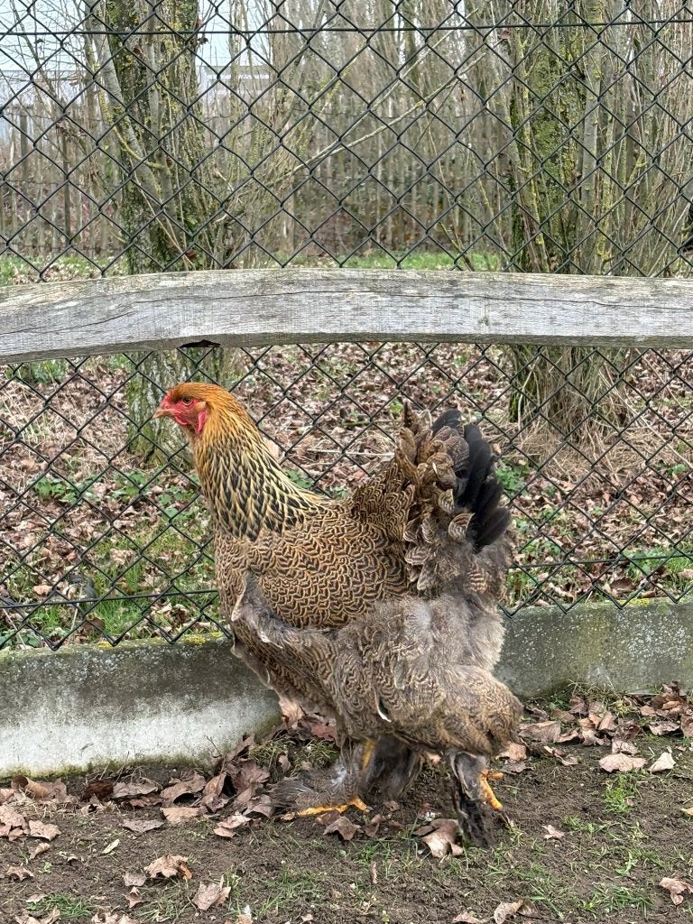 brahma, Meerdere dieren, Kip