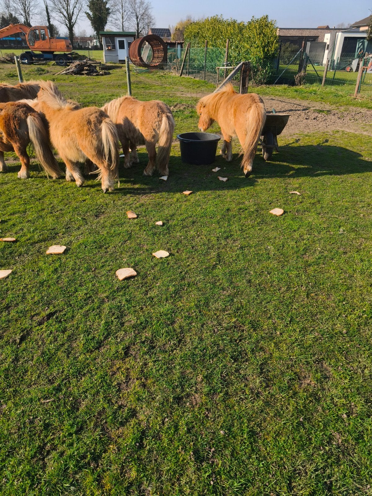 Kleine ponytjes, Animaux & Accessoires, Poneys, Poney de récréation, Poney A (jusqu'à 1.17 m), Étalon, 0 à 2 ans
