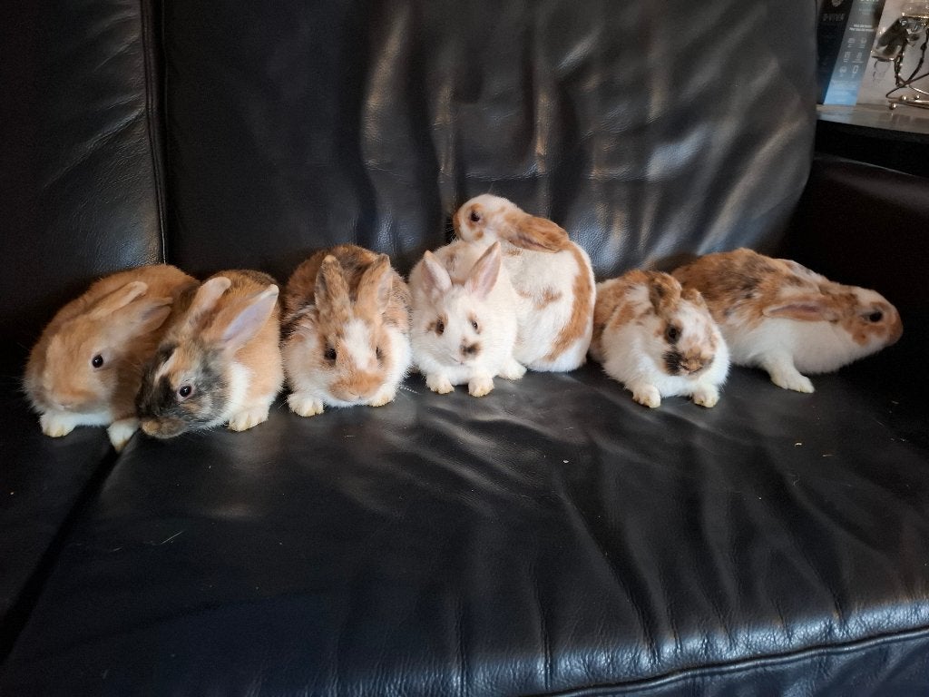 Konijntjes, Dieren en Toebehoren, Konijnen, Geslacht onbekend, Klein