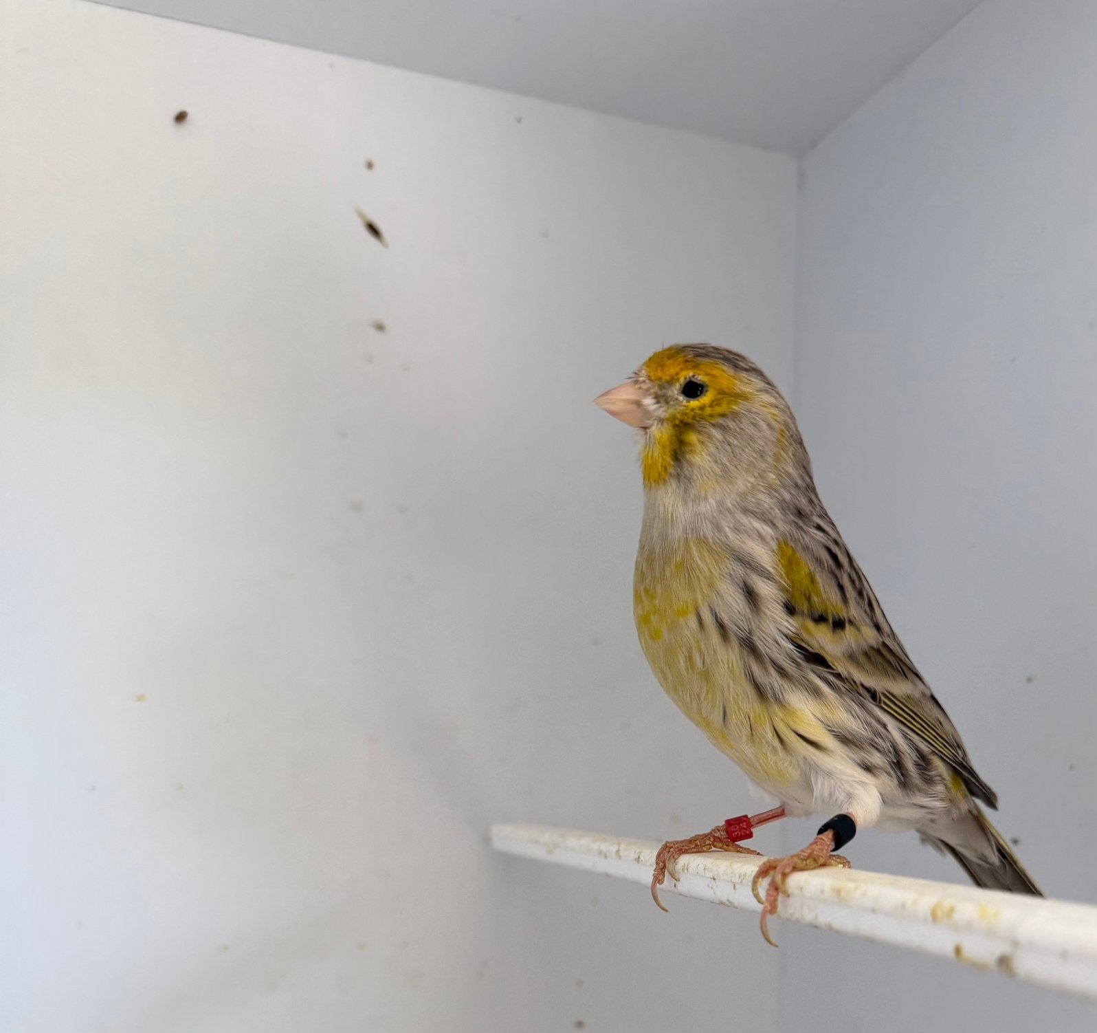 Kanarie koppel, Dieren en Toebehoren, Vogels | Kanaries