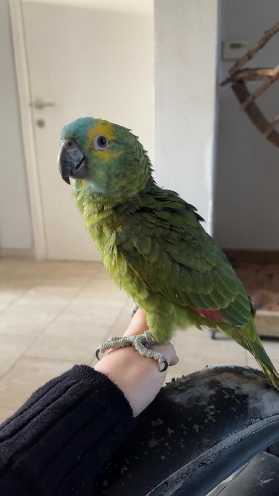 Koppel blauwvoorhoofdamazones ( half tam ), Dieren en Toebehoren, Vogels | Parkieten en Papegaaien, Tam