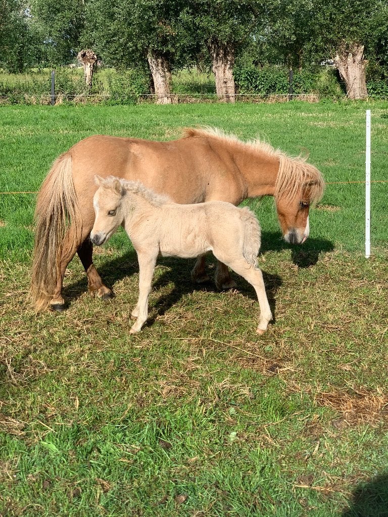 Veulentjes, Dieren en Toebehoren, Hengst, Gechipt