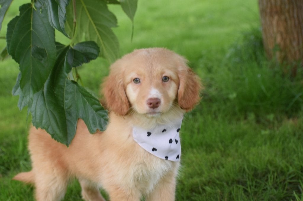 Nova scotia duck tolling retiever pup, Dieren en Toebehoren, België, Overige rassen, 8 tot 15 weken, Meerdere