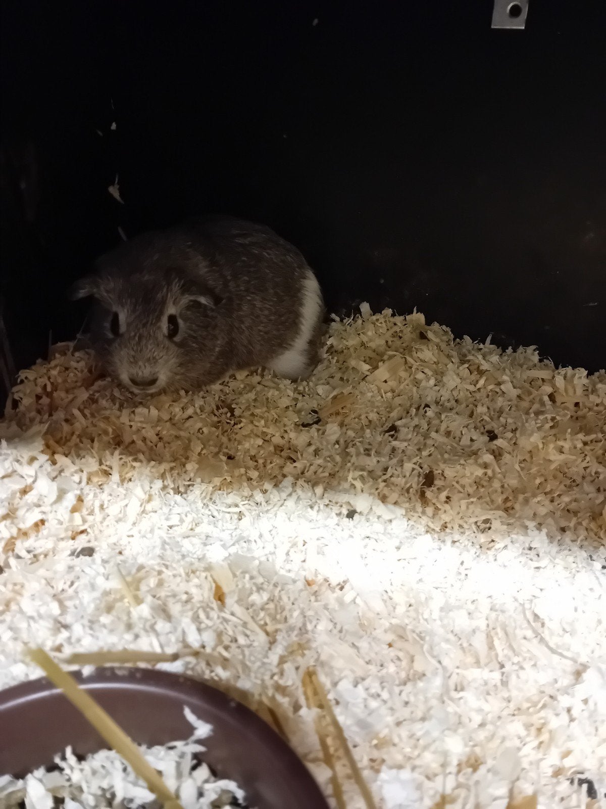 prachtig zilver aqouti met wit cavia zeugje, Animaux & Accessoires, Rongeurs, Juin, Cobaye