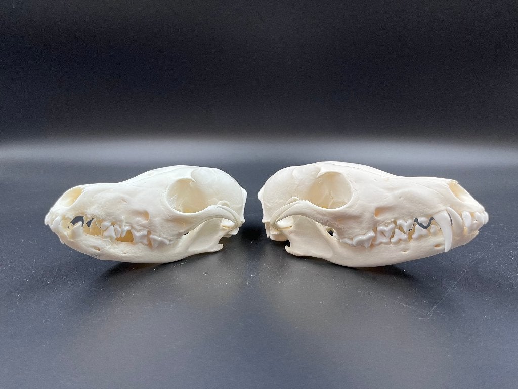 Schedel vos, Verzamelen, Dierenverzamelingen, Ophalen of Verzenden, Nieuw, Overige soorten, Schedel
