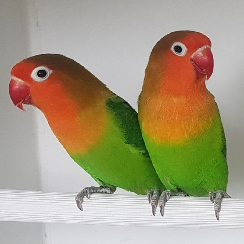 Koppeltjes fischeri wild kleur 2026, Dieren en Toebehoren, Vogels | Parkieten en Papegaaien, Dwergpapegaai of Agapornis, Meerdere dieren