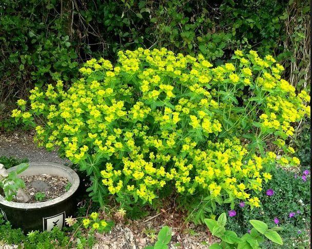 Euphorbia oblongata - Wolfmelk, Ophalen
