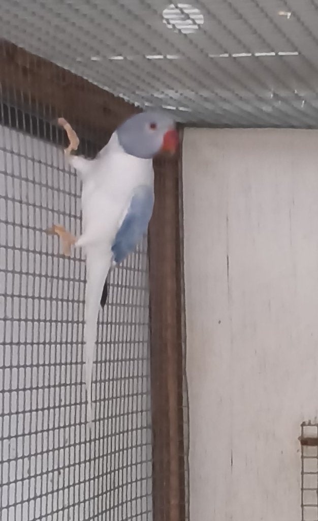 Halsbanden, Meerdere dieren, Geringd