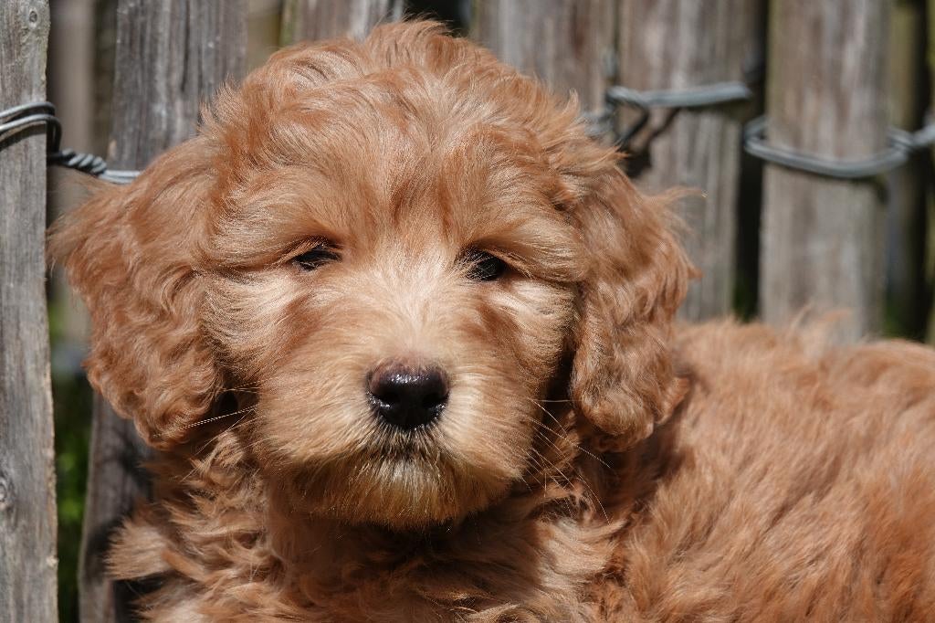 Chiots Labradoodle (moyenne) abricot/rouge avec pedigree, Animaux & Accessoires, Autres races, Plusieurs, Hépatite contagieuse (maladie de Rubarth)