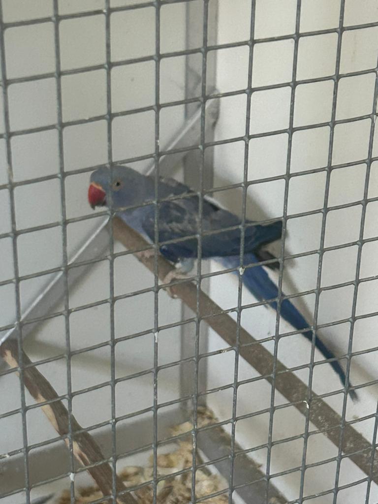 Blauwe halsbandparkieten, Sexe inconnu, Perruche, Bagué