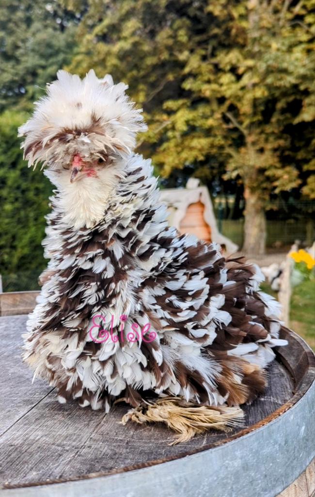 Broedeieren krul mottled USA zijdehoen zijdehoenders kippen, Dieren en Toebehoren, Pluimvee, Kip