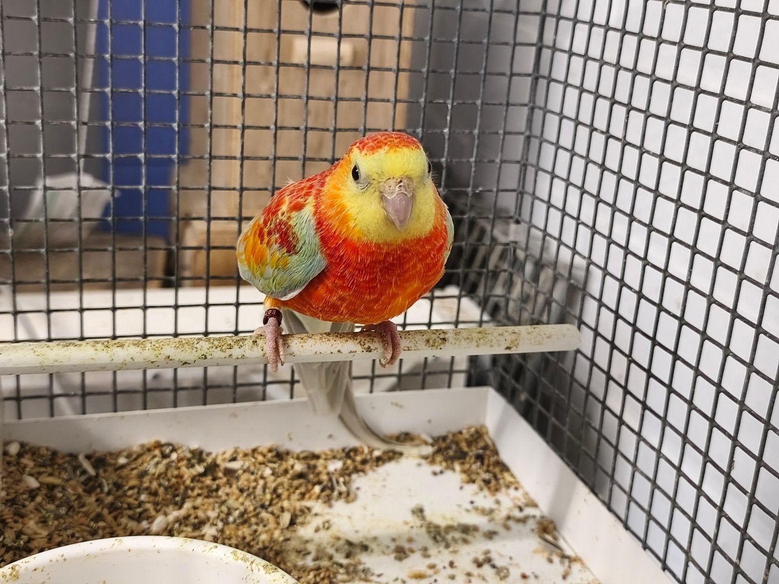 Roodrug , Oranje opaline/cinnamon, Mâle, Perruche, Bagué