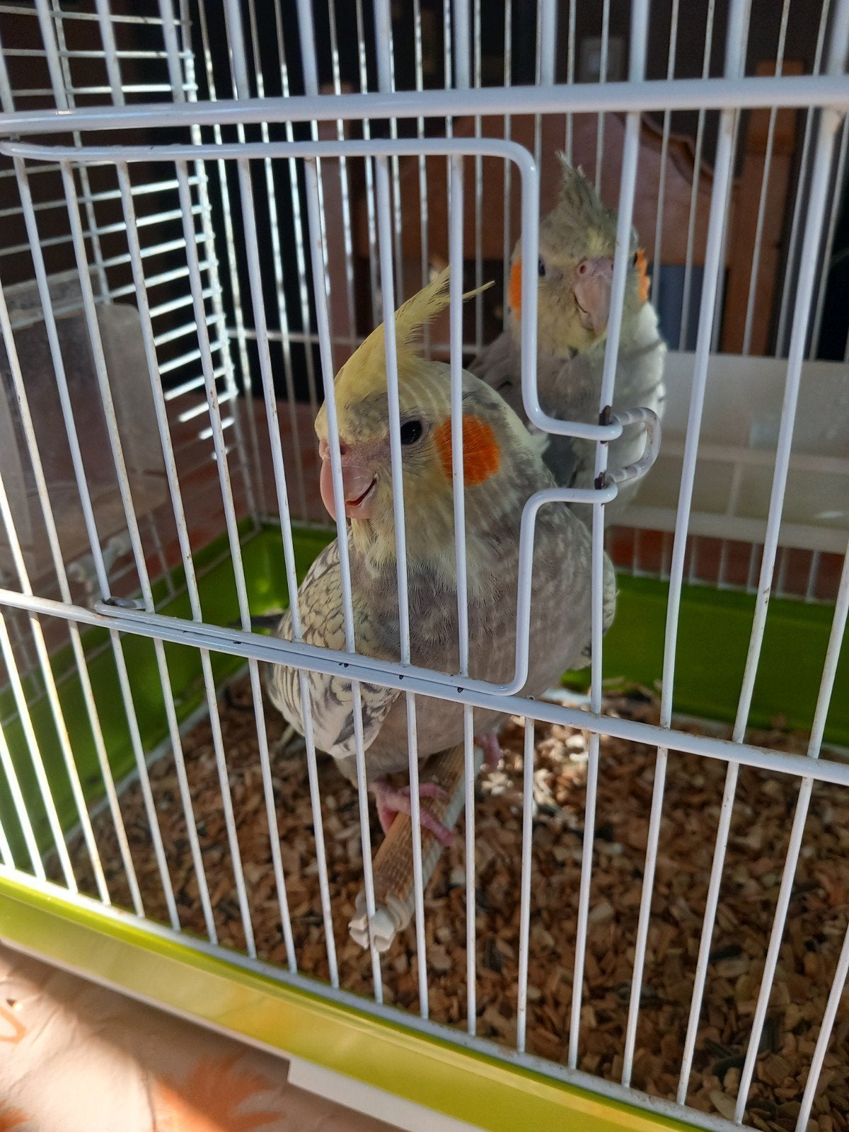 2 pracht valkparkietjes, Dieren en Toebehoren