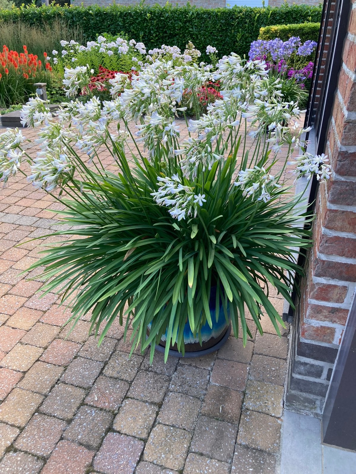 Agapanthus wit, Tuin en Terras, Planten | Tuinplanten, Ophalen