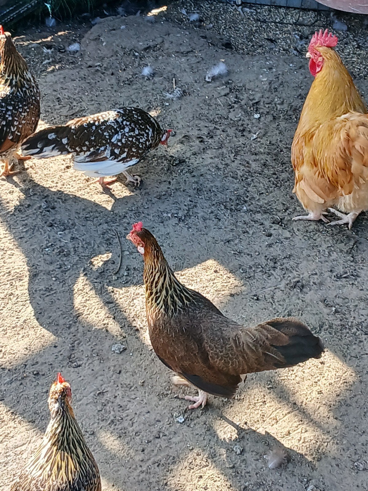 Engelse krielen: volwassen hennen en kuikens, Dieren en Toebehoren, Meerdere dieren, Kip
