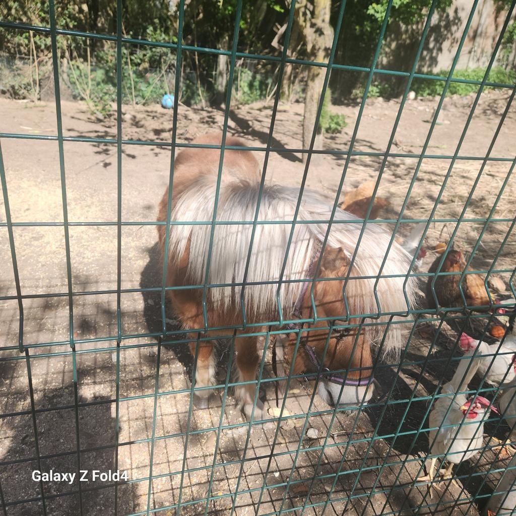 Ponys à vendre, Animaux & Accessoires, Moutons, Chèvres & Cochons