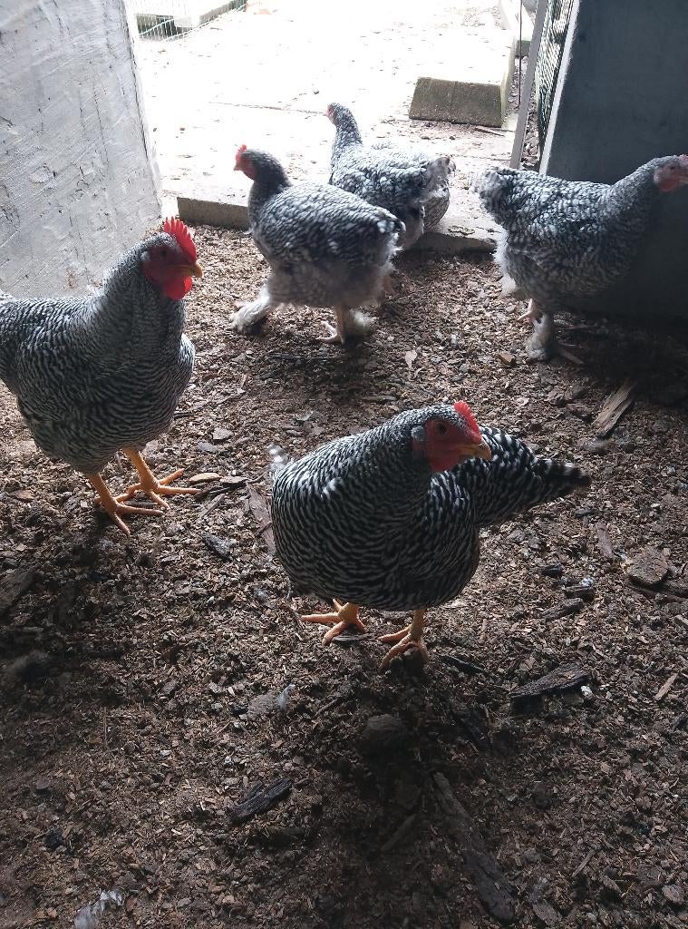 Hen en haan Amrock