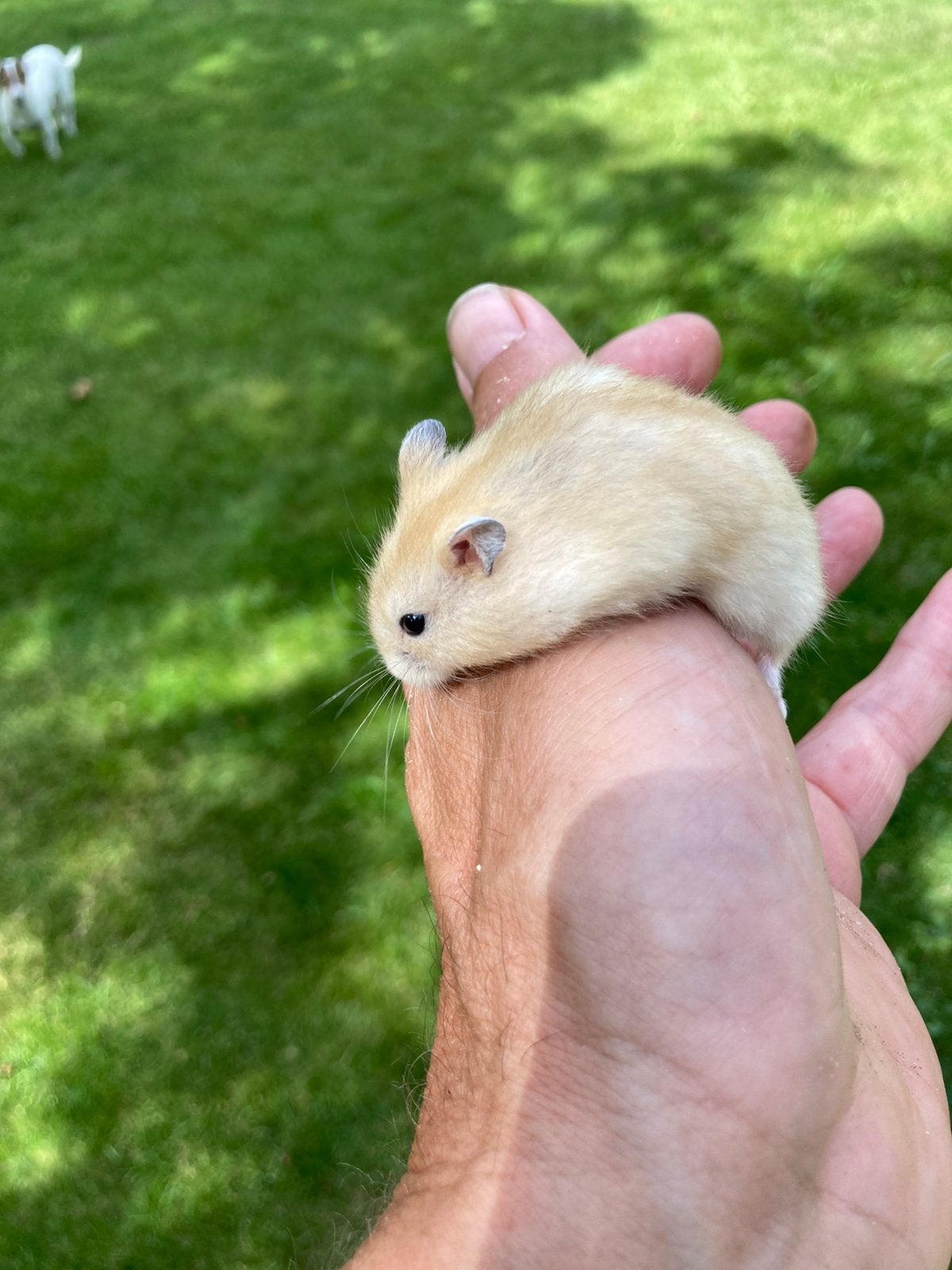Dwerghamsters, Juni, Meerdere dieren