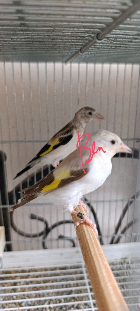 Chardonneret, Animaux & Accessoires, Oiseaux | Oiseaux Autre, Mâle, Oiseau tropical, Domestique