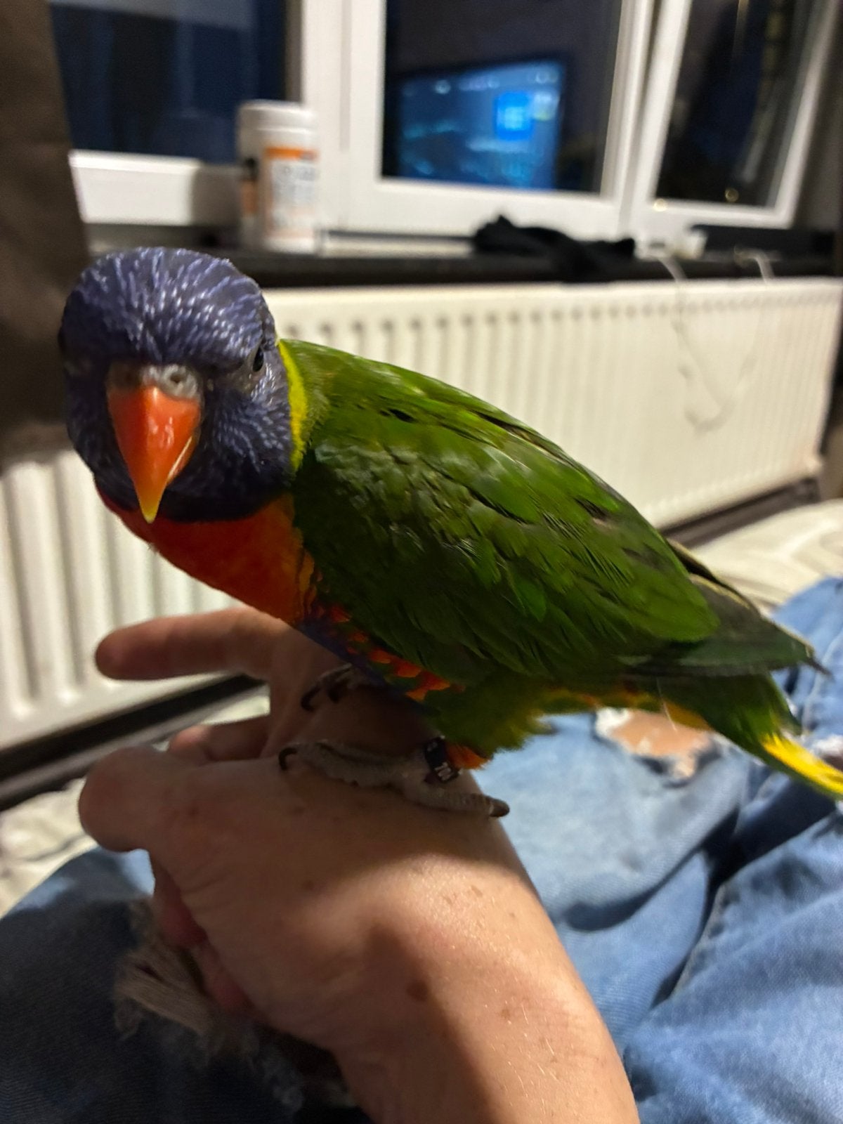 regenbooglori met kooi, Mâle, Perroquet, Domestique