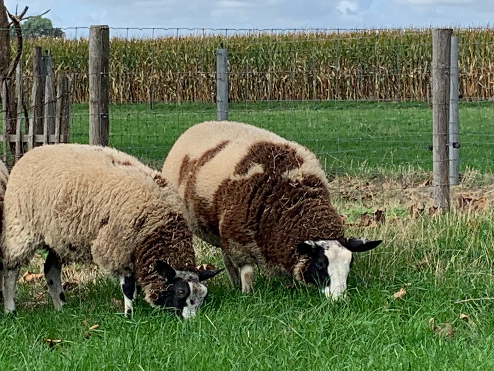 Bonte baggerbonte schapen lam ram ooi, Dieren en Toebehoren