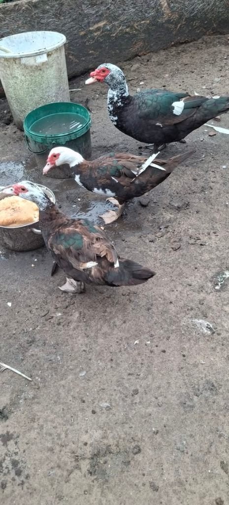 Barberie eenden, Animaux & Accessoires, Plusieurs animaux, Canard