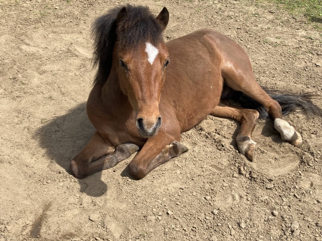 Amerikaanse Miniatuurhengst ASPC/AMHR – Twice As Good, Animaux & Accessoires, Poneys, Poney de récréation, 3 à 6 ans, Avec pedigree